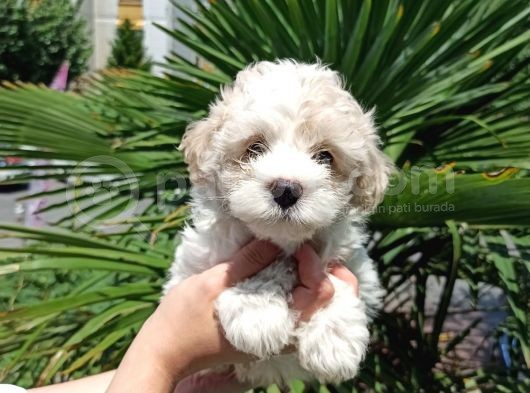 Orijinal Maltipoo Yavrumuz görsel