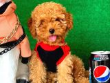 Sevimli Toy Poodle Yavrular