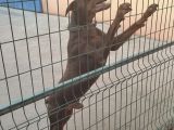 Orijinal Asil Kan Doberman İsabelle Yavrularımız