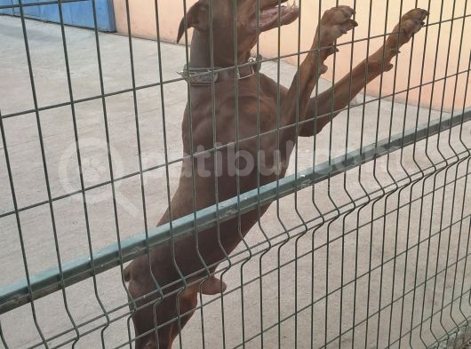 Orijinal Asil Kan Doberman İsabelle Yavrularımız görsel