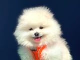 3 Aylık Pomeranian Boo