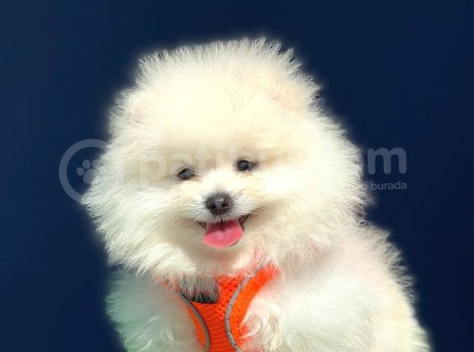 3 Aylık Pomeranian Boo