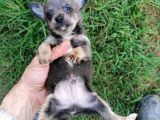 Güzeller Güzeli  Chihuahua kızımız