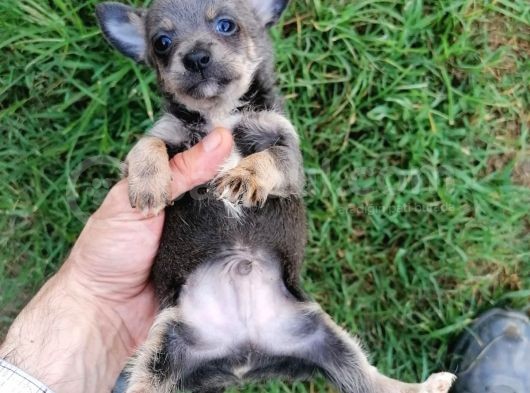 Güzeller Güzeli  Chihuahua Kızımız
