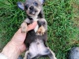 Güzeller Güzeli  Chihuahua Kızımız