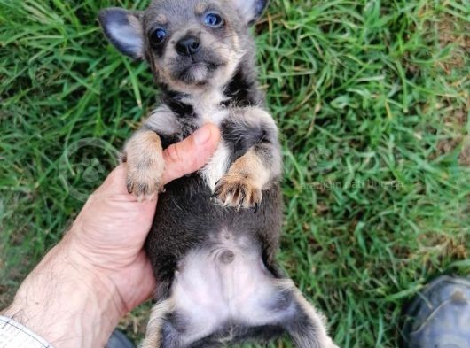 Güzeller Güzeli  Chihuahua Kızımız görsel
