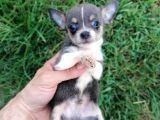 Güzeller Güzeli  Chihuahua Kızımız