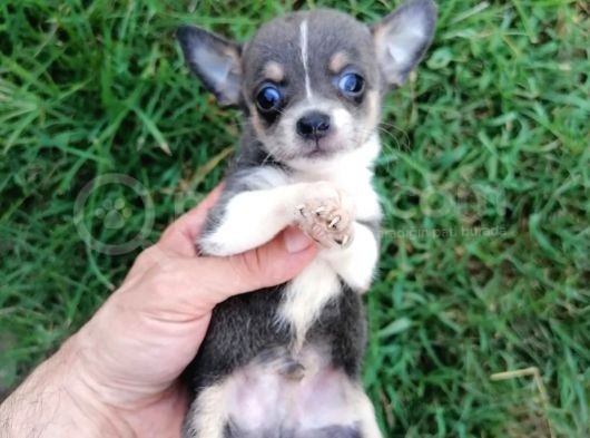 Güzeller Güzeli  Chihuahua Kızımız görsel