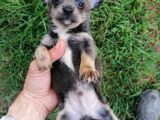 Güzeller Güzeli  Chihuahua Kızımız