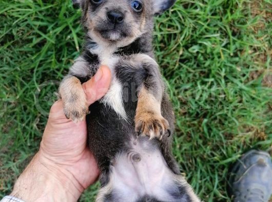 Güzeller Güzeli  Chihuahua Kızımız görsel