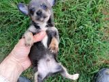Güzeller Güzeli  Chihuahua Kızımız