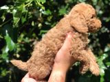 Anne Altında Toy Poodle Yavrular