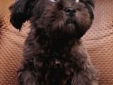 Cocker Poodle Mix (Cockapoo)