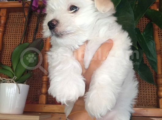 Minik Ve Sevecen Maltese Oğlumuz görsel