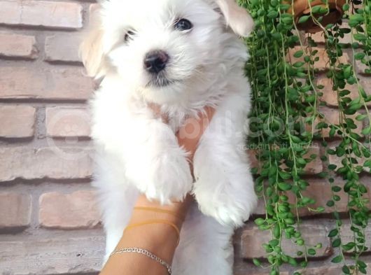 Minik Ve Sevecen Maltese Oğlumuz
