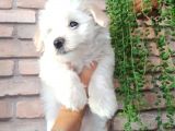 Minik Ve Sevecen Maltese Oğlumuz
