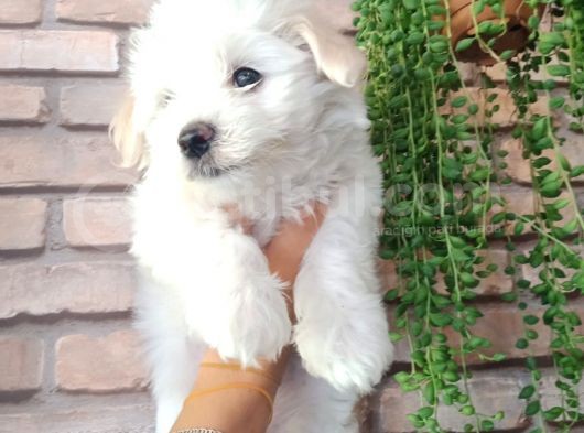 Minik Ve Sevecen Maltese Oğlumuz görsel