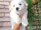 Minik Ve Sevecen Maltese Oğlumuz