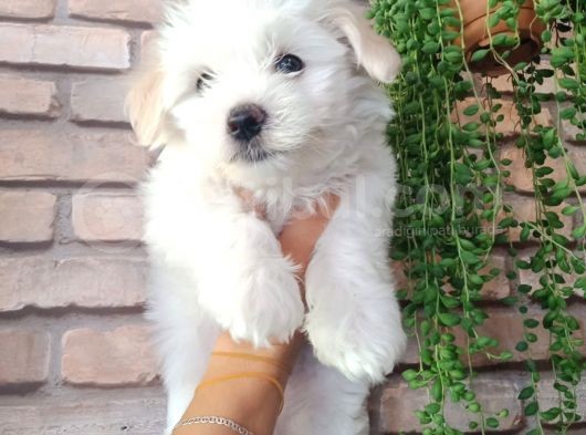 Minik Ve Sevecen Maltese Oğlumuz görsel