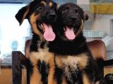 Alman Çoban Köpeği