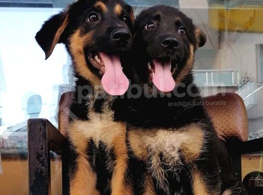 Alman Çoban Köpeği görsel