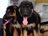 Alman Çoban Köpeği