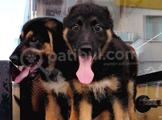 Alman Çoban Köpeği görsel