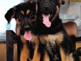 Alman Çoban Köpeği