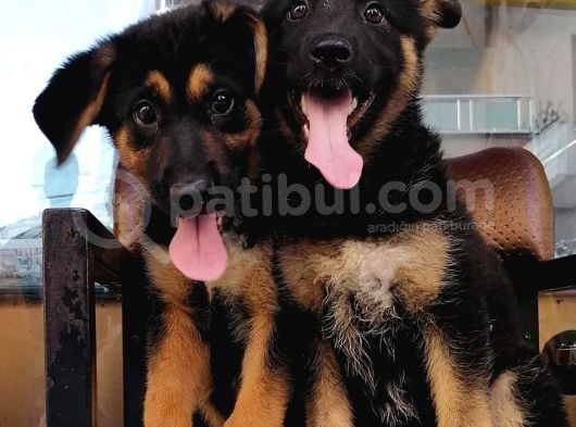 Alman Çoban Köpeği görsel