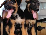 Alman Çoban Köpeği