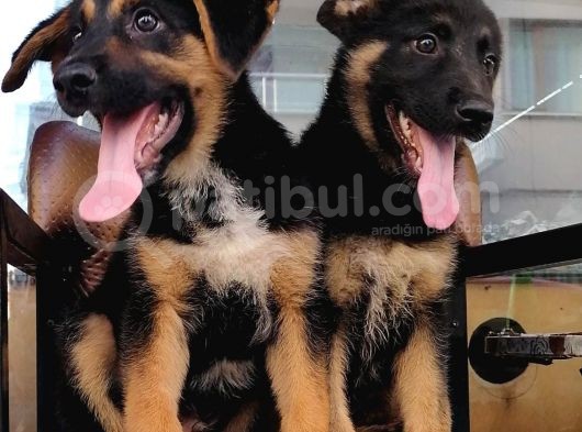 Alman Çoban Köpeği