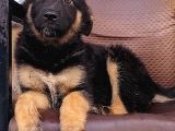 Alman Çoban Köpeği