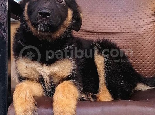 Alman Çoban Köpeği görsel