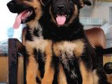 Alman Çoban Köpeği