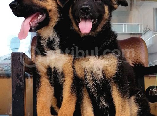 Alman Çoban Köpeği görsel