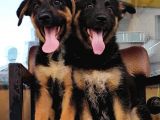 Alman Çoban Köpeği