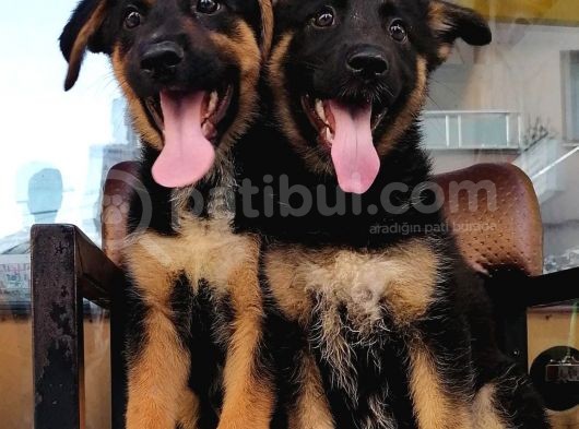 Alman Çoban Köpeği görsel
