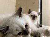 3 Aylık Son Kalan Erkek Yavru
