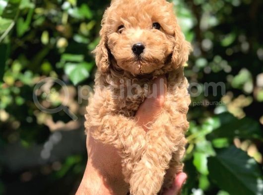 Orijinal Red Toy Poodle Yavrumuz Mevcuttur görsel