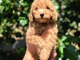 Orijinal Red Toy Poodle Yavrumuz Mevcuttur