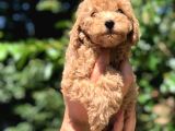 Orijinal Red Toy Poodle Yavrumuz Mevcuttur
