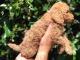Orijinal Red Toy Poodle Yavrumuz Mevcuttur