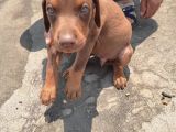 Orijinal Asil Kan Doberman İsabelle Yavrularımız