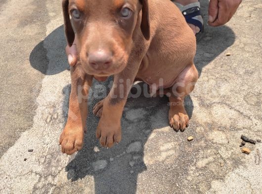 Orijinal Asil Kan Doberman İsabelle Yavrularımız görsel