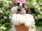 Orijinal Shih Tzu Yavrumuz Mevcuttur