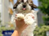 Orijinal Shih Tzu Yavrumuz Mevcuttur
