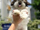 Orijinal Shih Tzu Yavrumuz Mevcuttur