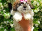 Orijinal Shih Tzu Yavrumuz Mevcuttur