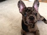 Safkan Merle French Bulldog