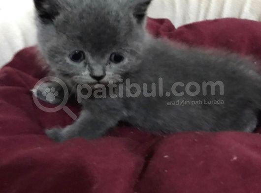 Safkan Ve Sağlıklı British Yavrular görsel
